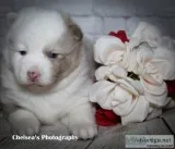Betty Female F1B Mini Pomsky