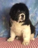Babe Female Saint Bernewfie