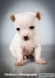 Jordan Male Toy Fox Terrier Mix
