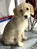 Ike Male Mini Labradoodle