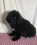 Bell Female Saint Bernewfie