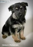 Harley Female AKC German Shepherd