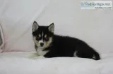 Noelle Female Mini Pomsky