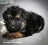 Juno Female AKC German Shepherd