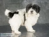 Ziggy Male Shihtzu