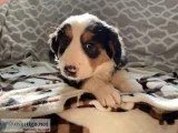 Jenna Female Bernese Mountain Dog Rough Collie Mix