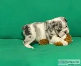 Merlin Male AKC English Bulldog