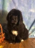 Zeus Male Saint Bernewfie