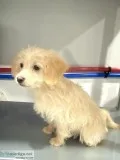 Howie Male Mini Labradoodle