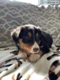 Tammy Female Bernese Mountain Dog Rough Collie Mix