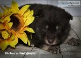 Grizzly Male F1B Mini Pomsky