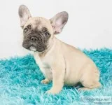 Freddy Male AKC French Bulldog