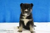 Jack Male German Shepsky