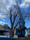 Tree Cutting Service in North Arlington NJ