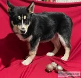 Knight Male Pomsky