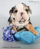 Bandit AKC Male English Bulldog