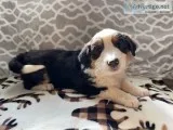 Max Male Bernese Mountain Dog Rough Collie Mix