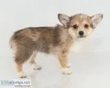 Gina Female Corgi Pomsky Mix