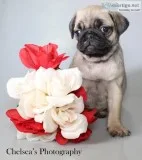 Ashley Female AKC Pug