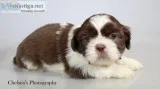 Hershey Male Shihtzu