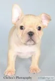 Ernie AKC Male French Bulldog