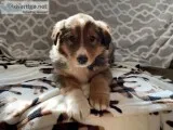 Willow Female Bernese Rough Collie Mix