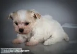 Isabella Female Shih-Chon Teddy Bear