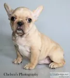 Kimberly AKC Female French Bulldog