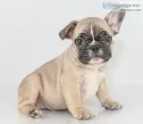 Tony Male AKC French Bulldog