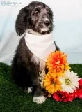 Cali Female Mini Sheepadoodle