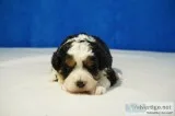 Bella Female Mini Bernedoodle
