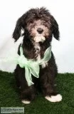 Caper Male Mini Sheepadoodle