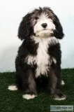 Carlos Male Mini Sheepadoodle