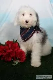 Cesar Male Mini Sheepadoodle