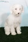 Celia Female Mini Sheepadoodle