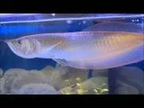 Platinum Arowana