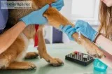 Emergency Vet Mesa Az