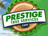 Philadelphia Tree Service