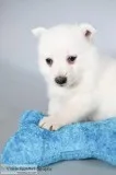 Leo Male F1B Mini Pomsky