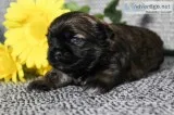 Brownie Male ACA Shihtzu
