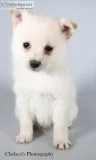 Louis Male F1B Mini Pomsky