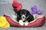 Lily Female Pomsky