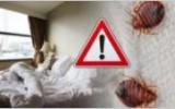 Pest Control Company in Edmonton  Edmontonexterminator .com