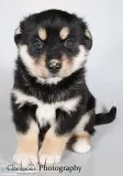 Kallie Male Bernese Mountain Dog Husky Mix