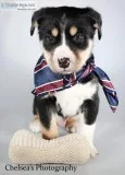 Koda Male Bernese Mountain Dog Husky Mix
