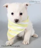 Lenny Male F1B Mini Pomsky