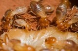 Bed Bug Treatment Services in Noida
