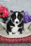 John Male Pomsky