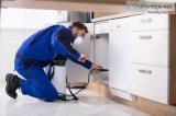 Bed bug exterminator Toronto  Mice control Toronto  Contact Pest