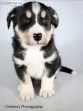 Kai Male Bernese Mountain Dog Husky Mix